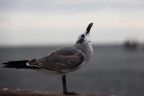Seagull Stock Photos