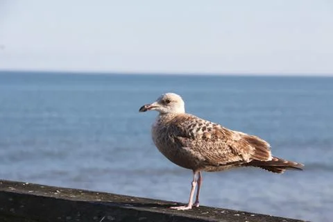 Seagull Stock Photos