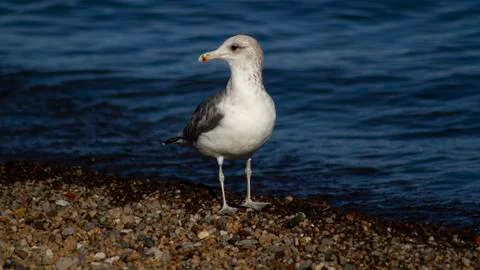 Seagull Stock Photos