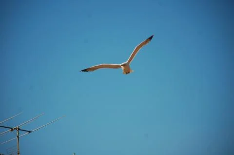 Seagull Stock Photos