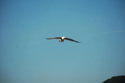 Seagull Stock Photos