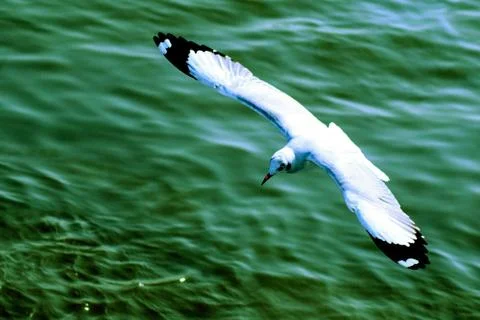 Seagull Stock Photos