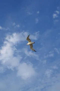 Seagull Stock Photos