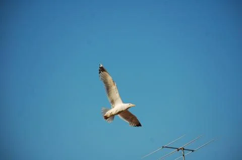 Seagull Stock Photos