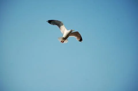 Seagull Stock Photos