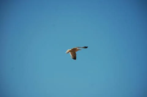 Seagull Stock Photos