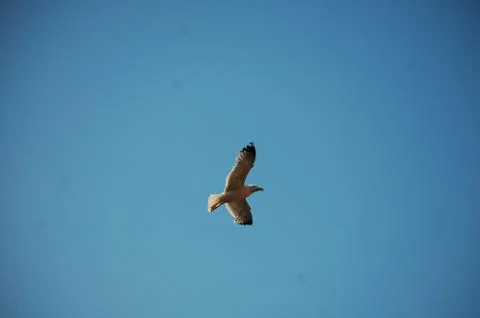 Seagull Stock Photos