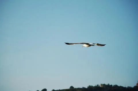 Seagull Stock Photos