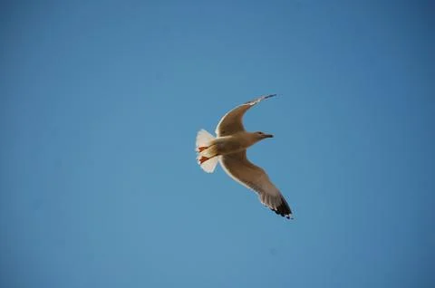 Seagull Stock Photos