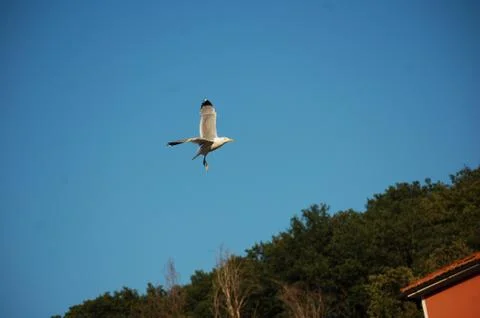 Seagull Stock Photos