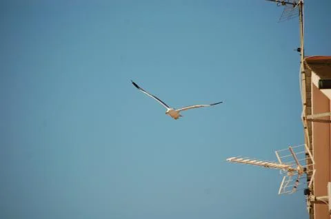 Seagull Stock Photos