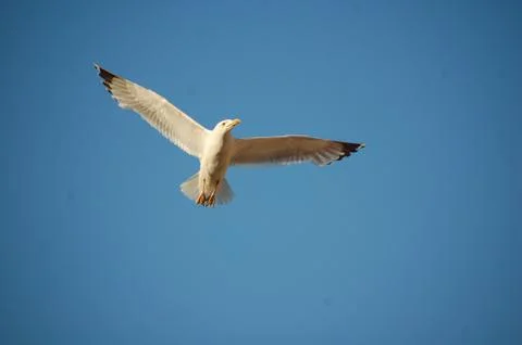 Seagull Stock Photos