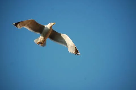 Seagull Stock Photos