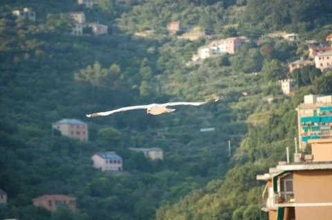 Seagull Stock Photos