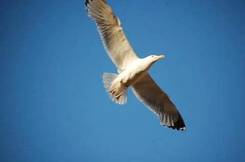 Seagull Stock Photos