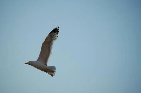 Seagull Stock Photos