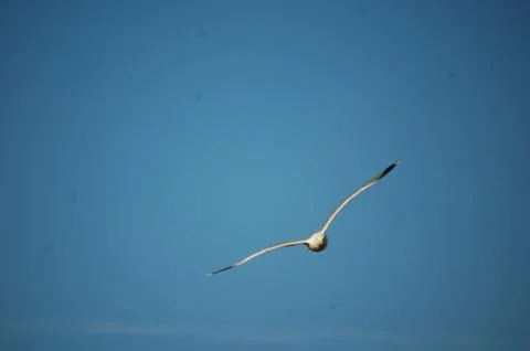 Seagull Stock Photos