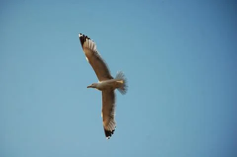 Seagull Foto stock