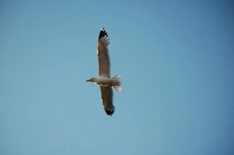 Seagull Stock Photos