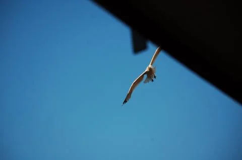 Seagull Stock Photos