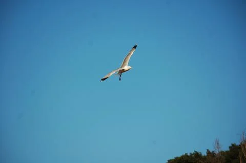 Seagull Stock Photos