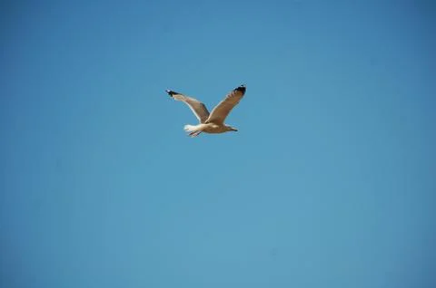 Seagull Stock Photos