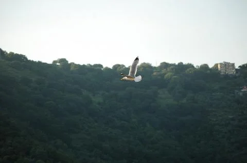 Seagull Stock Photos