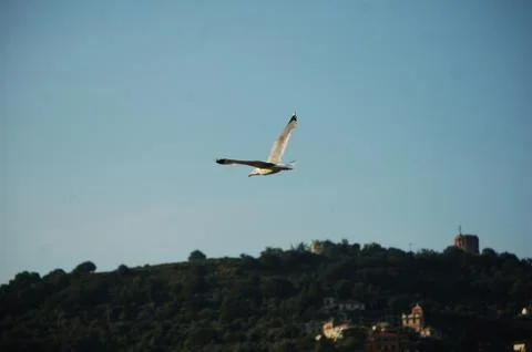 Seagull Stock Photos