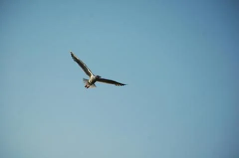 Seagull Stock Photos