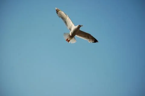 Seagull Stock Photos