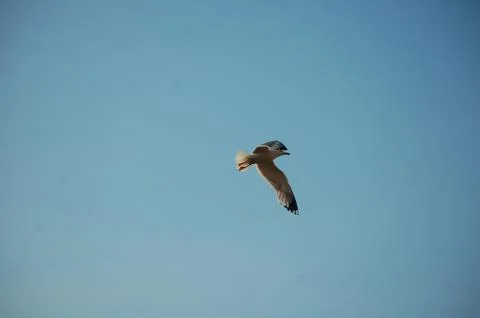 Seagull Stock Photos