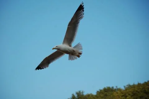 Seagull Foto stock