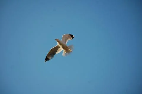 Seagull Stock Photos