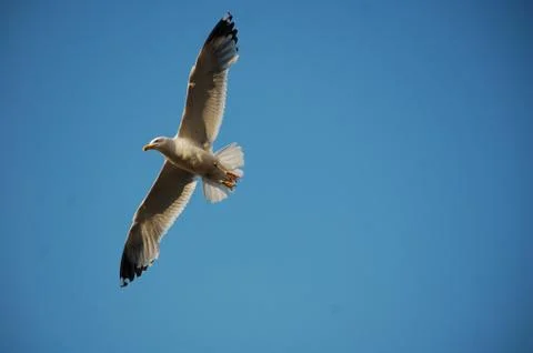 Seagull Stock Photos