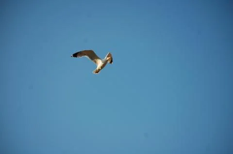 Seagull Stock Photos