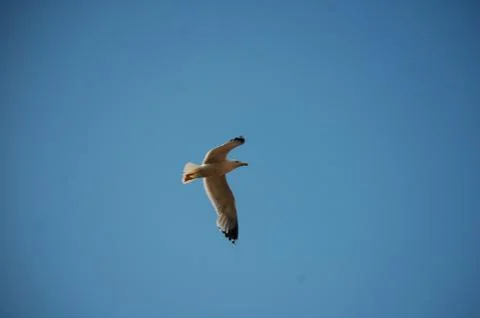 Seagull Stock Photos