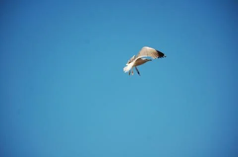 Seagull Stock Photos