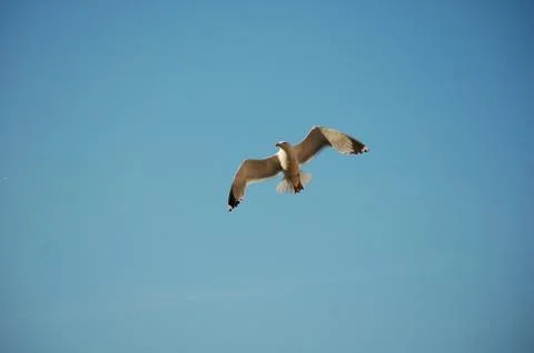 Seagull Stock Photos