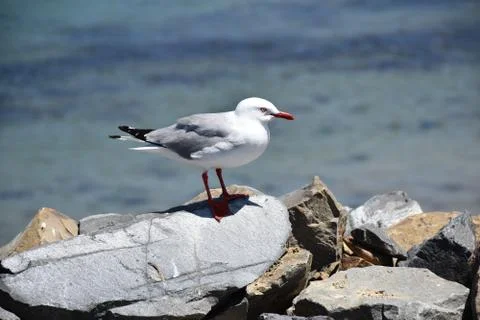 Seagull Stock Photos