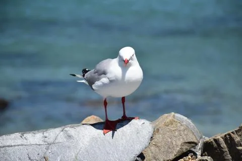 Seagull Stock Photos