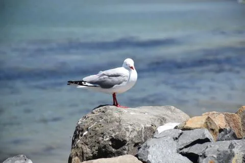 Seagull Stock Photos