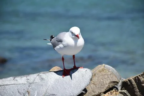Seagull Stock Photos