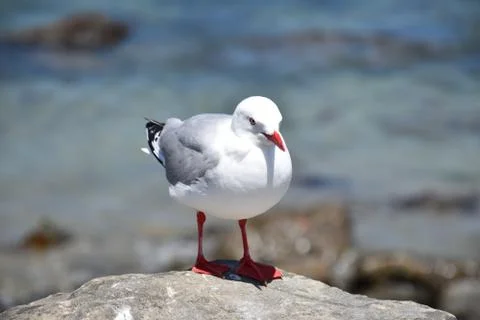 Seagull Stockfoto's