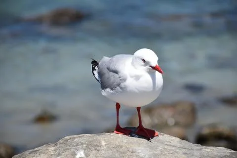 Seagull Stockfoto's