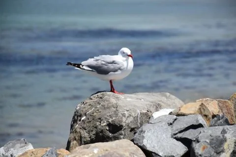 Seagull Stock Photos