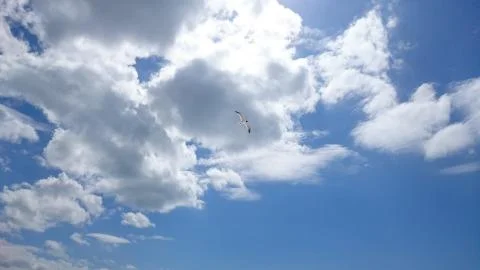 Seagull 库存照片