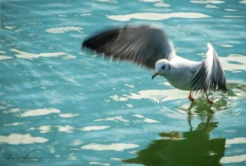 Seagull Fotos de archivo
