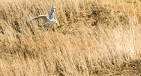 Seagull Stock Photos