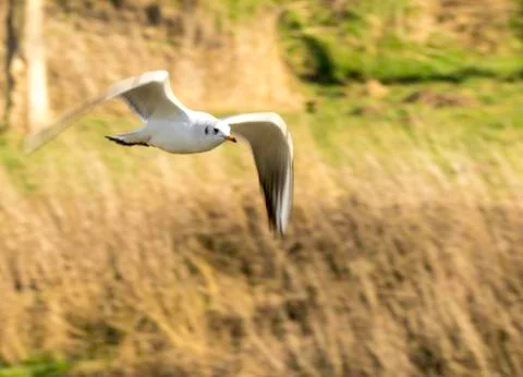 Seagull Stock Photos