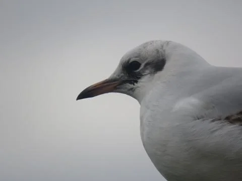 Seagull Stock Photos